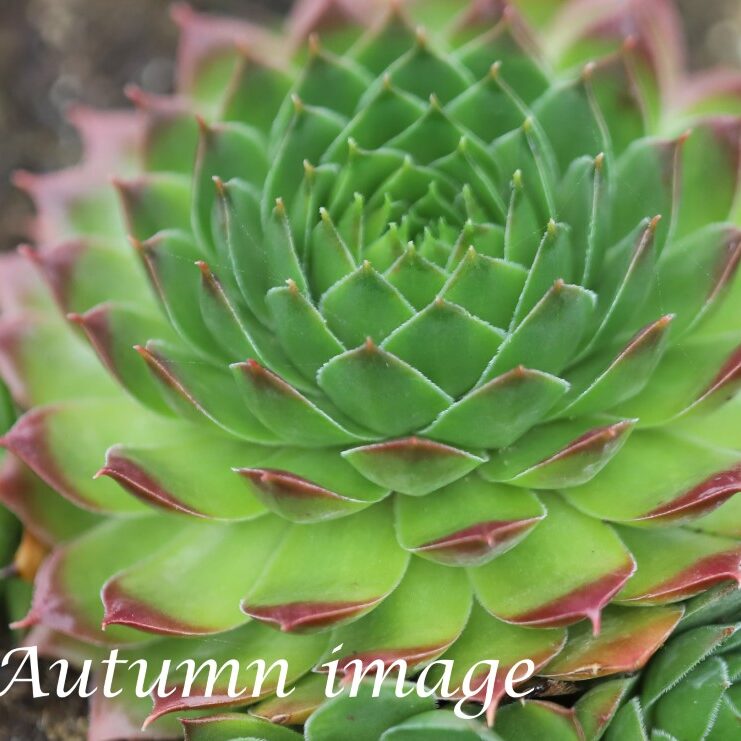 Sempervivum 'Greenwich Time'