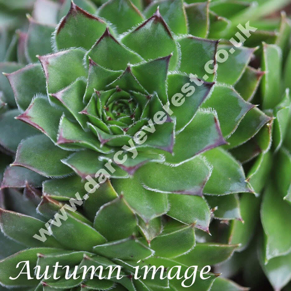 Sempervivum x fauconnetii 'Rubellum'