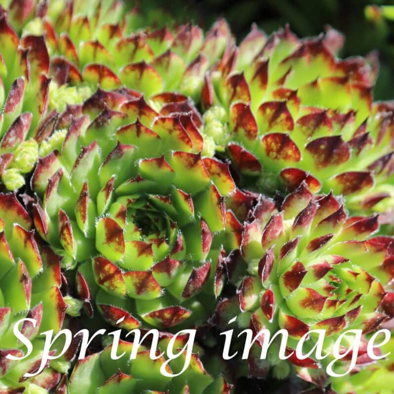 Sempervivum 'Virbinis'