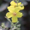 Verbascum letitia AGM