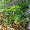 Viola chaerophylloides ‘Benizuru’ - Image 4