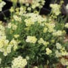 Achillea Lewisii King Edward AGM - Image 7