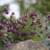 Allium Darcies purple