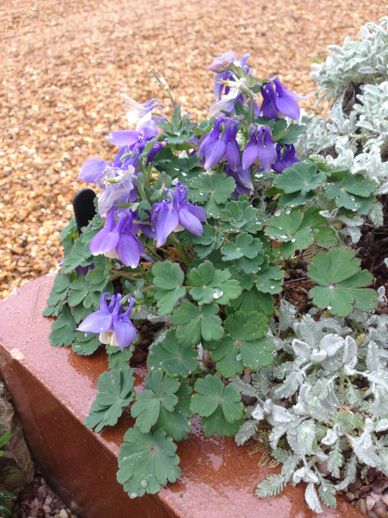 Aquilegia flabellata var. pumilla Ministar - D'arcy and Everest