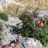 Aquilegia flabellata F₁ Cameo Pink & White