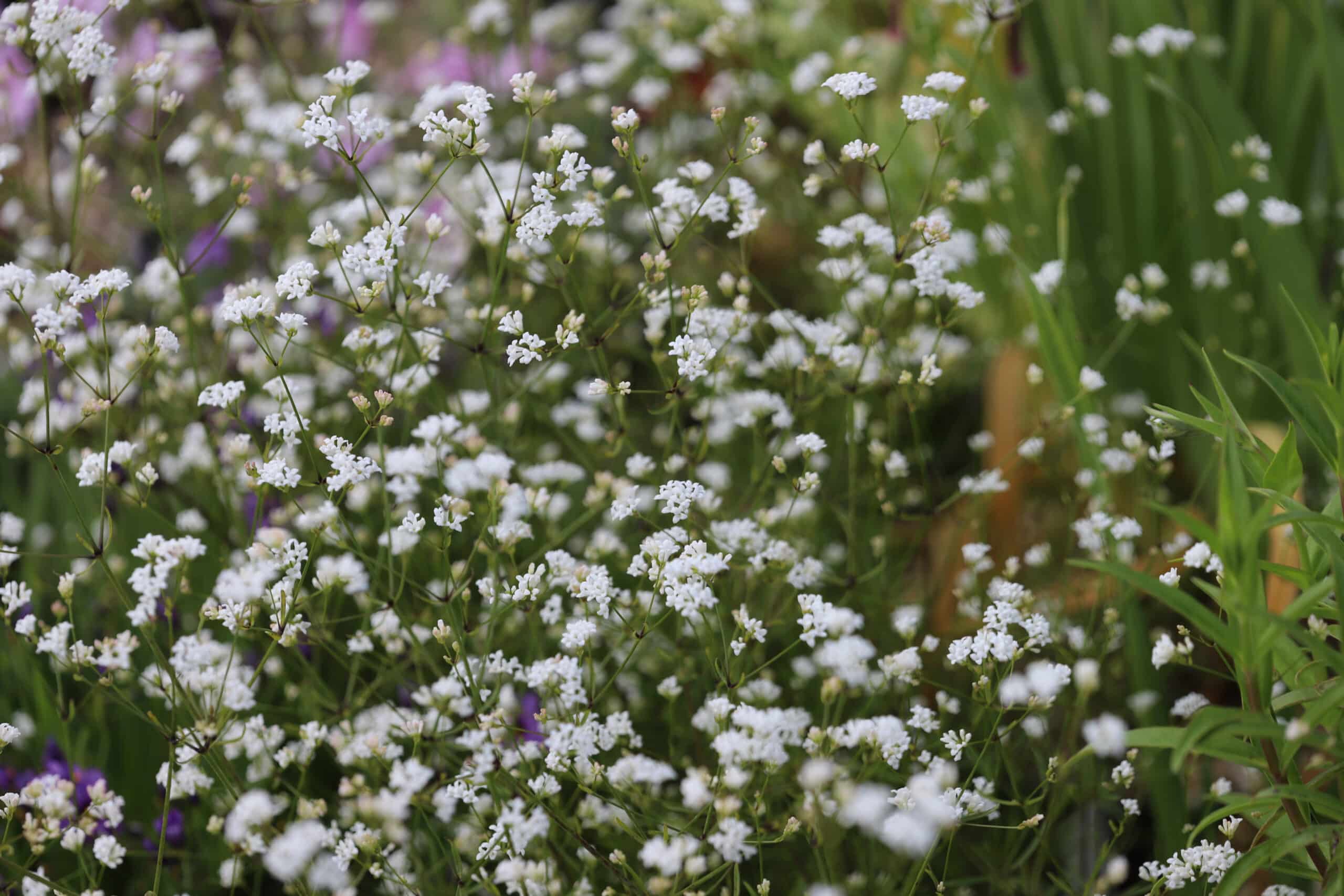 Asperula hexaphylla - Image 15