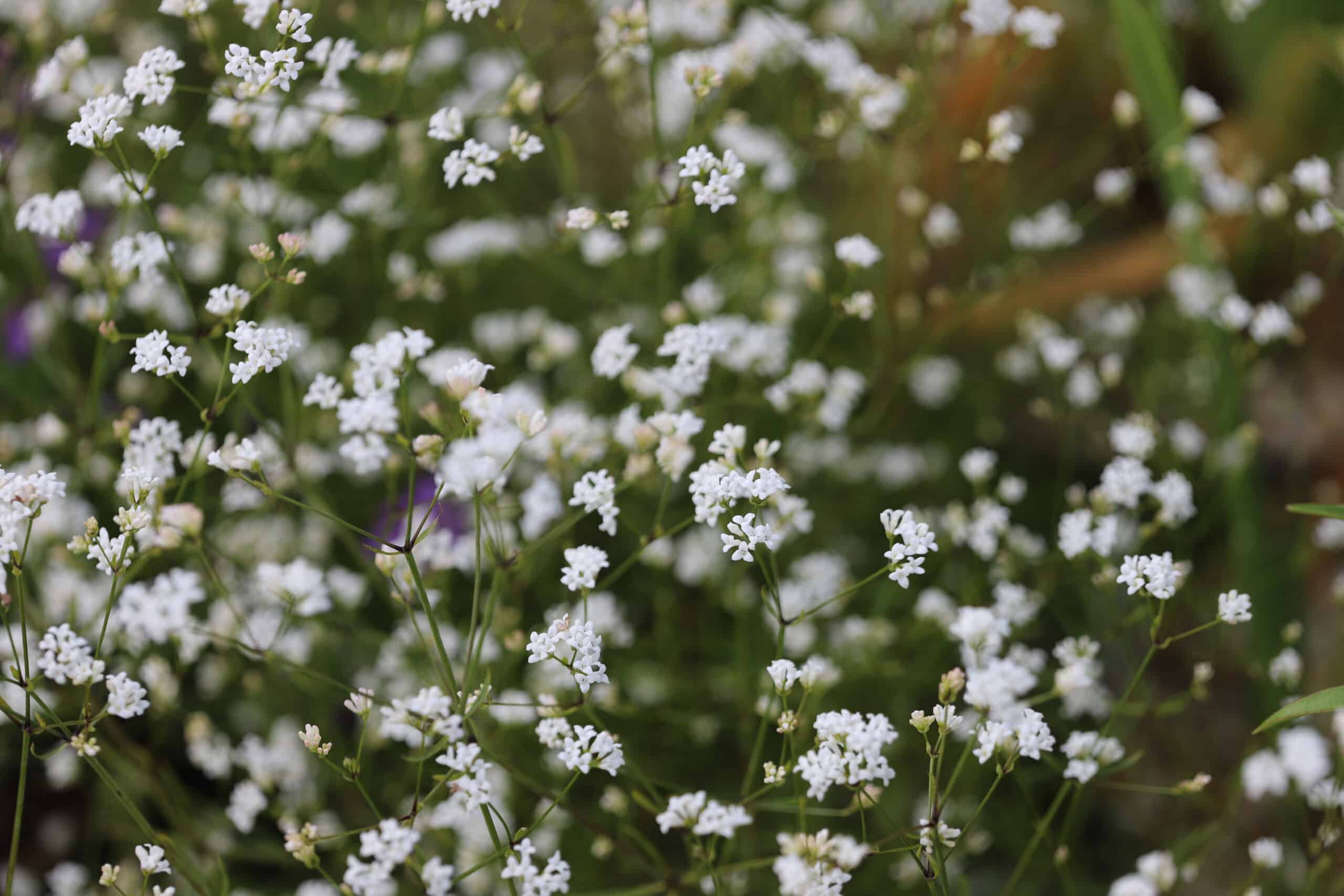 Asperula hexaphylla - Image 17