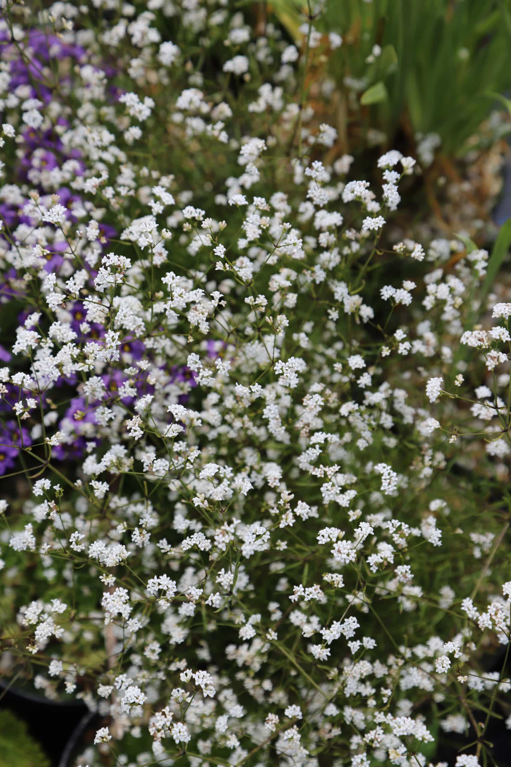 Asperula hexaphylla - Image 16