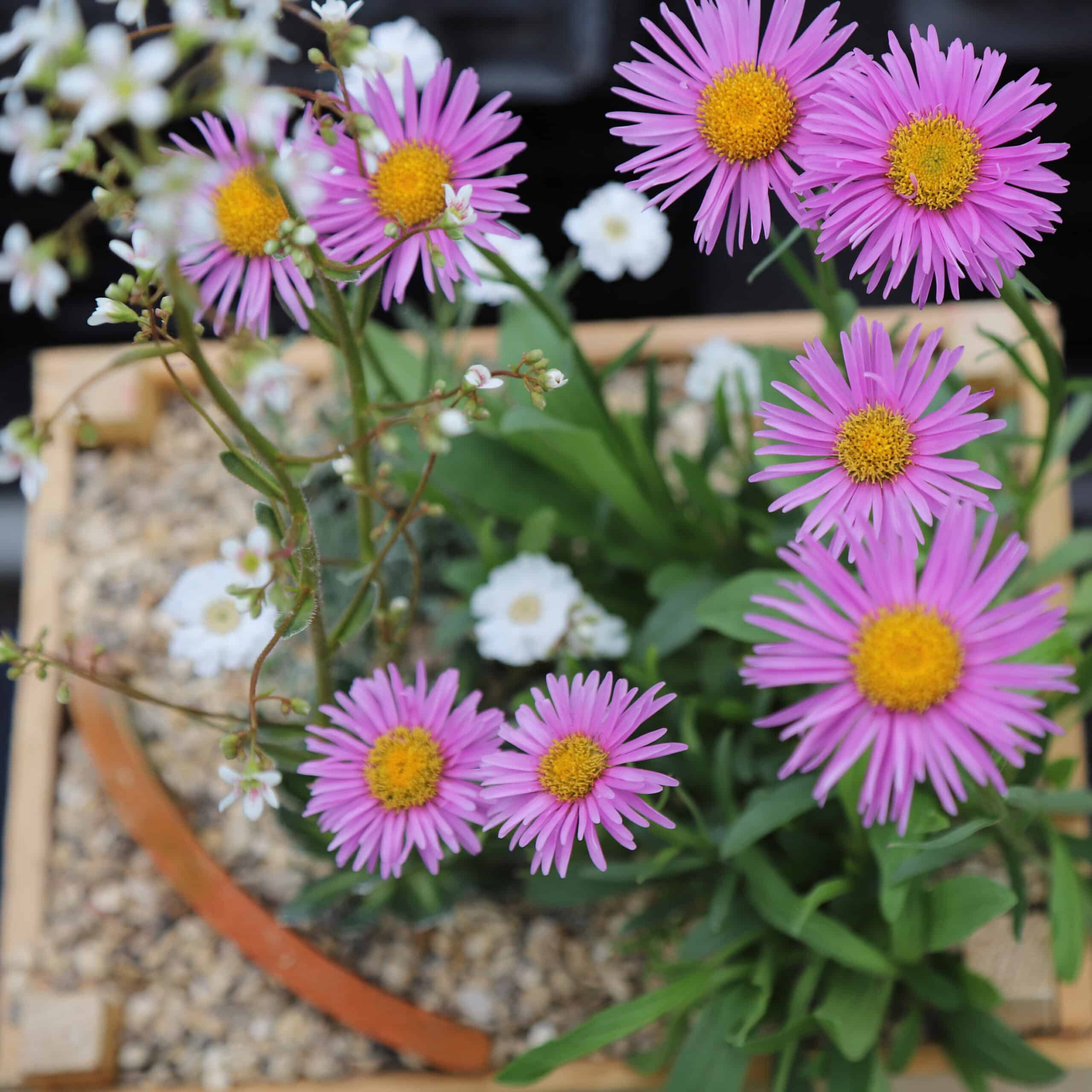 Aster alpinus 'Pinkie' - Image 2