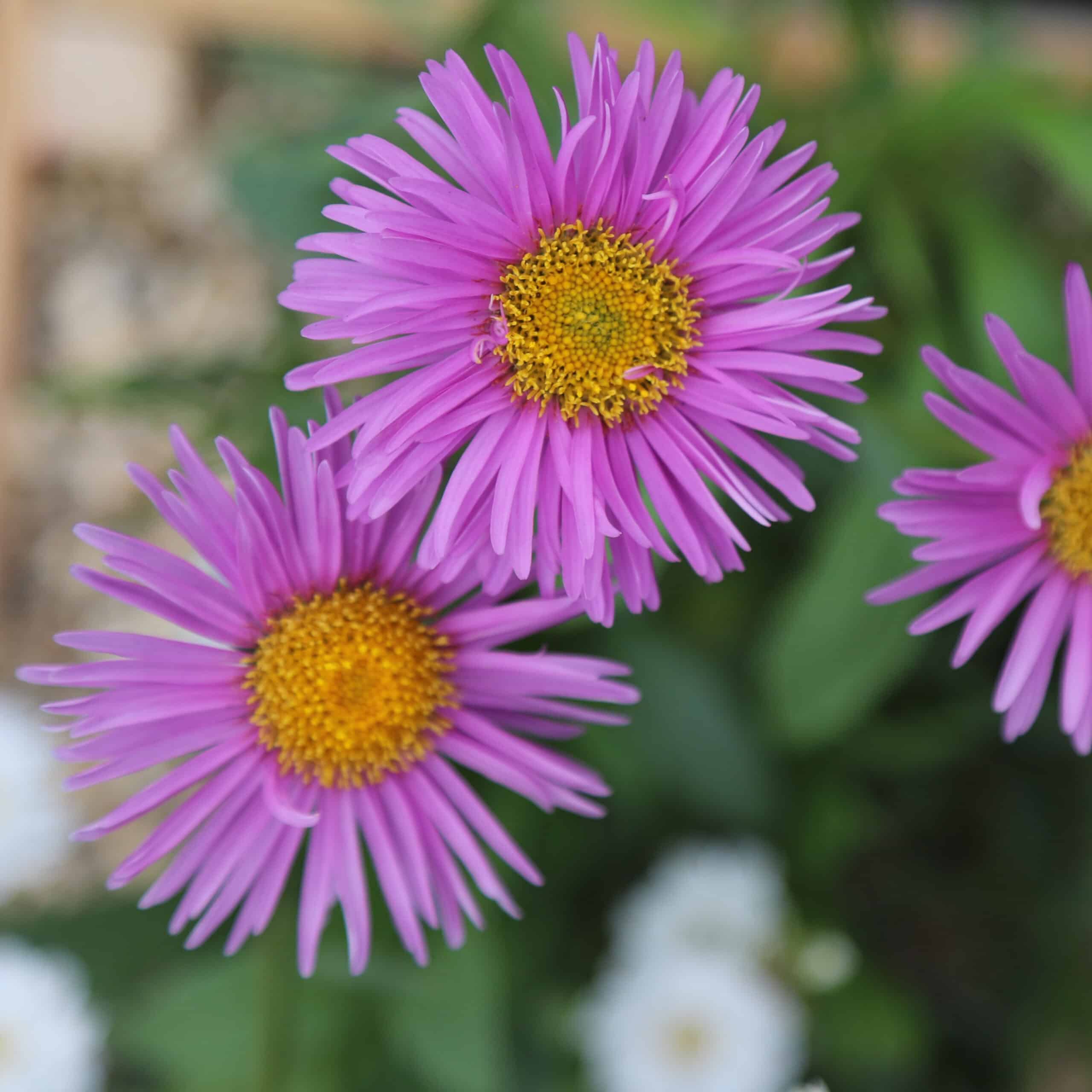 Aster alpinus 'Pinkie'