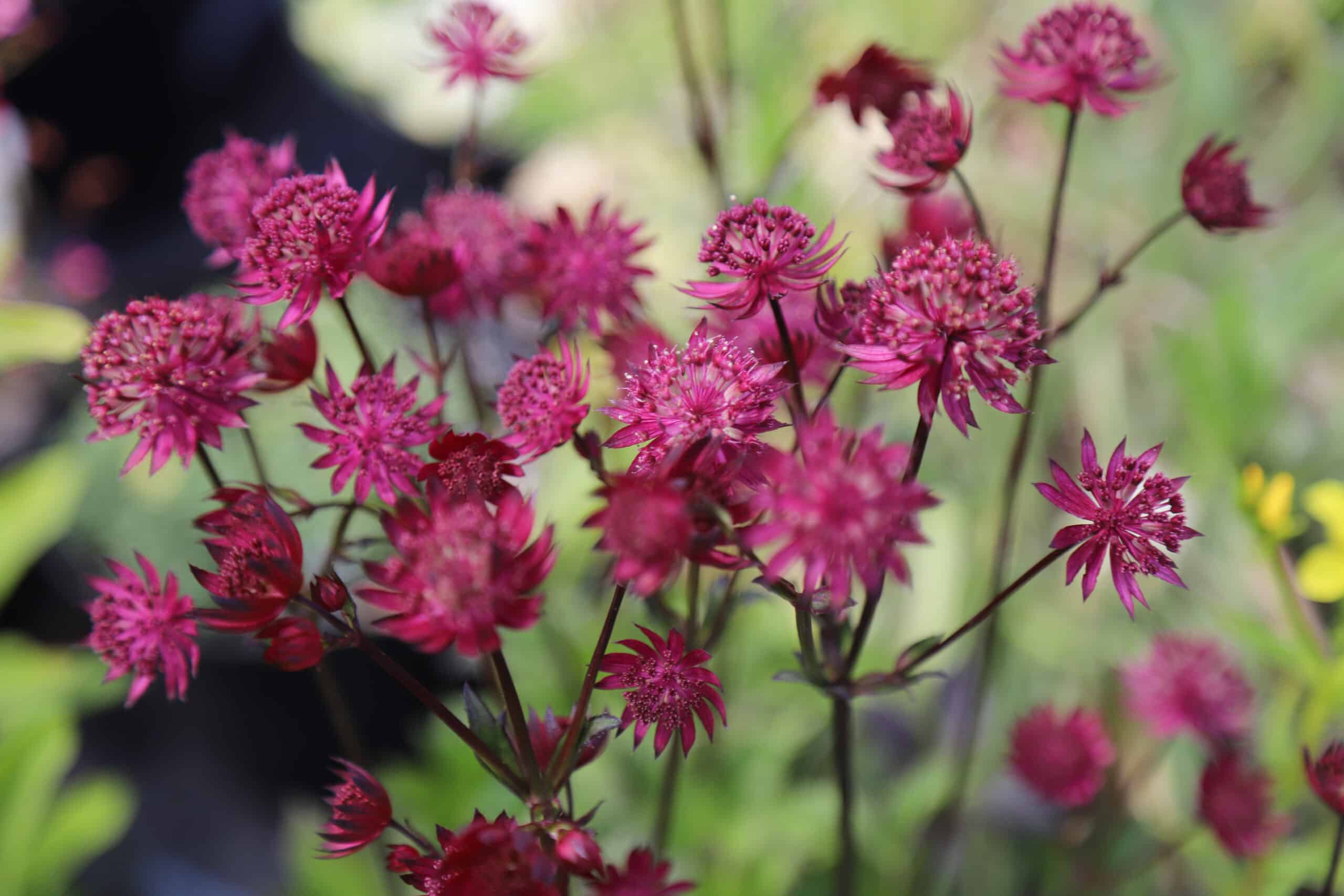 Astrantia Darcie's Red Hybrids - Image 13