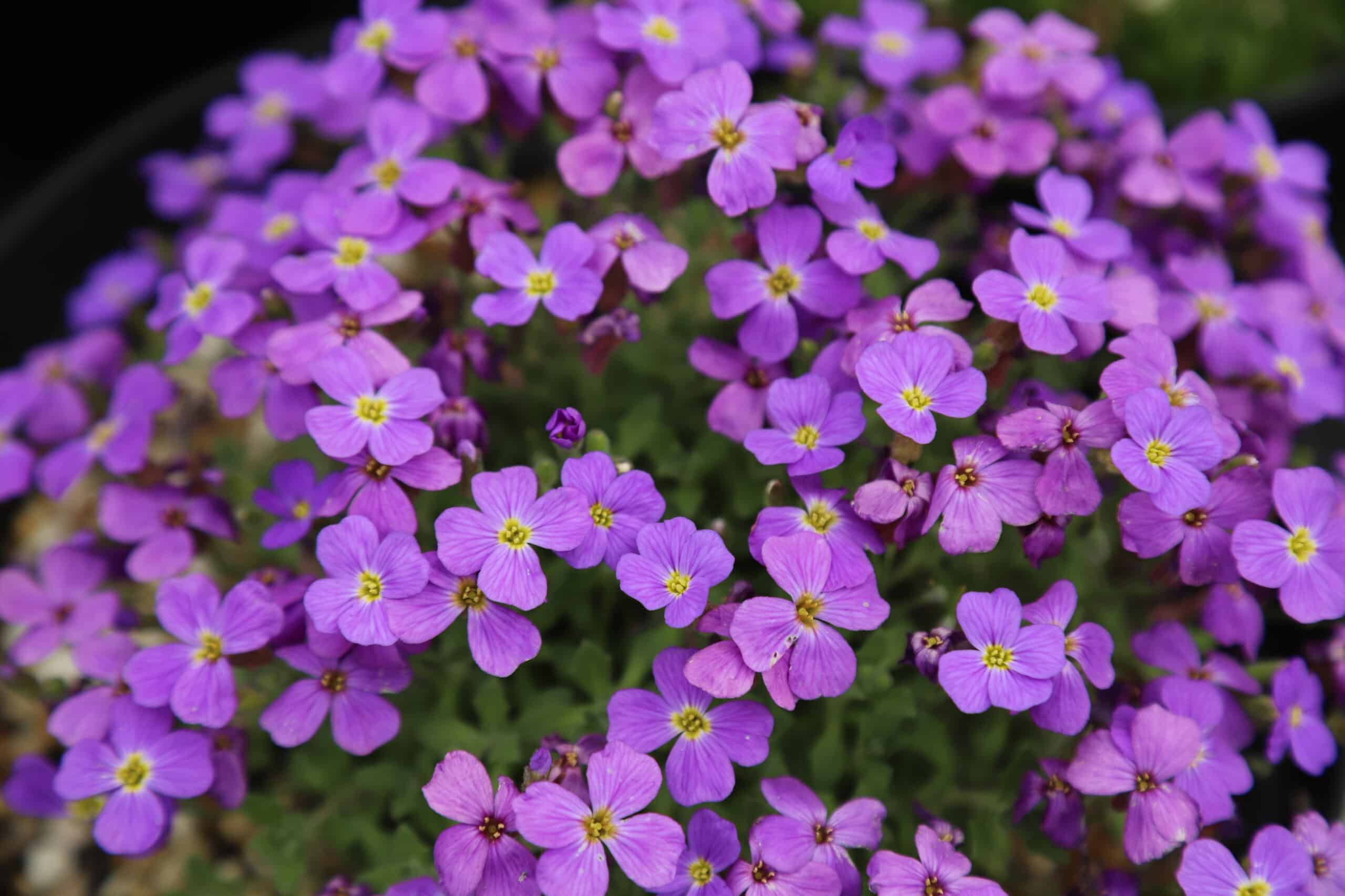 Aubretia 'Darcies hybrids'