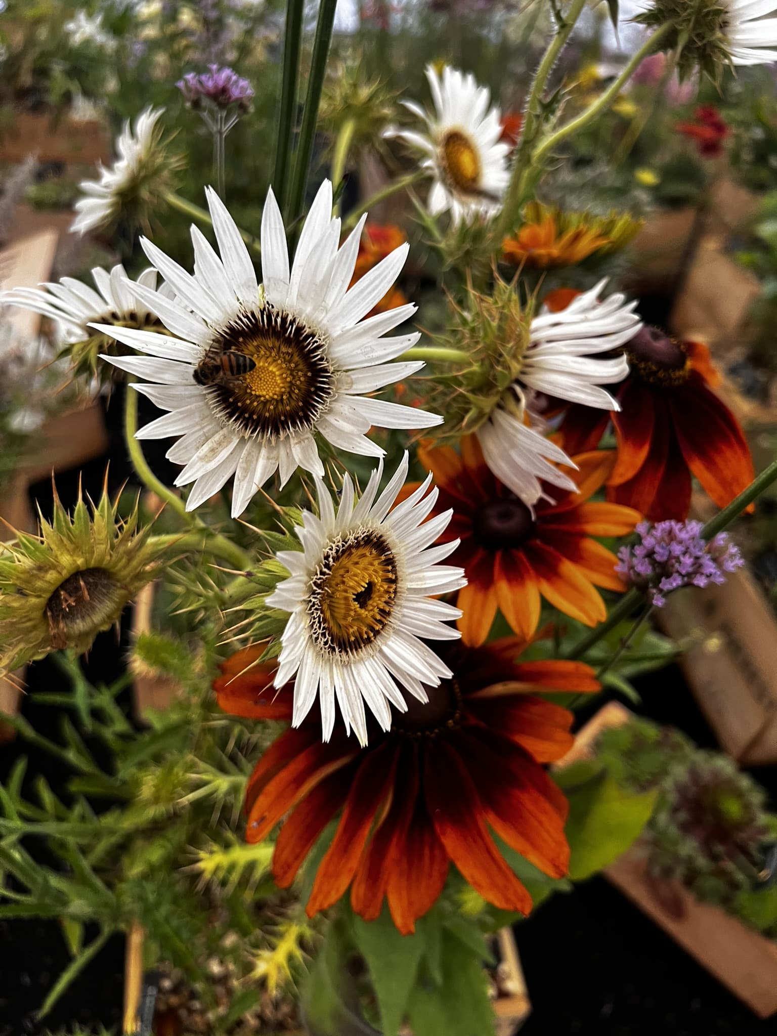 Berkheya cirsiifolia - Image 3
