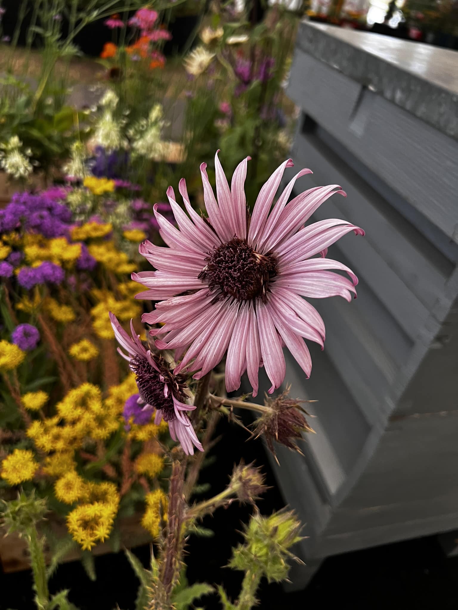 Berkheya purpurea - Image 19