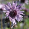 Berkheya purpurea