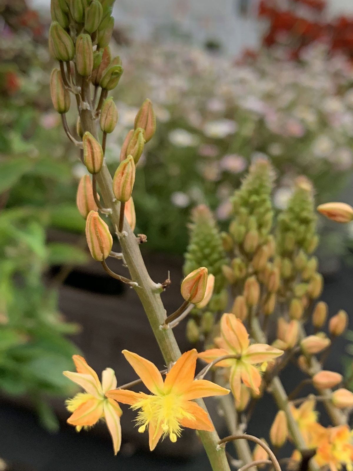 Bulbine frutescens D'arcy and Everest