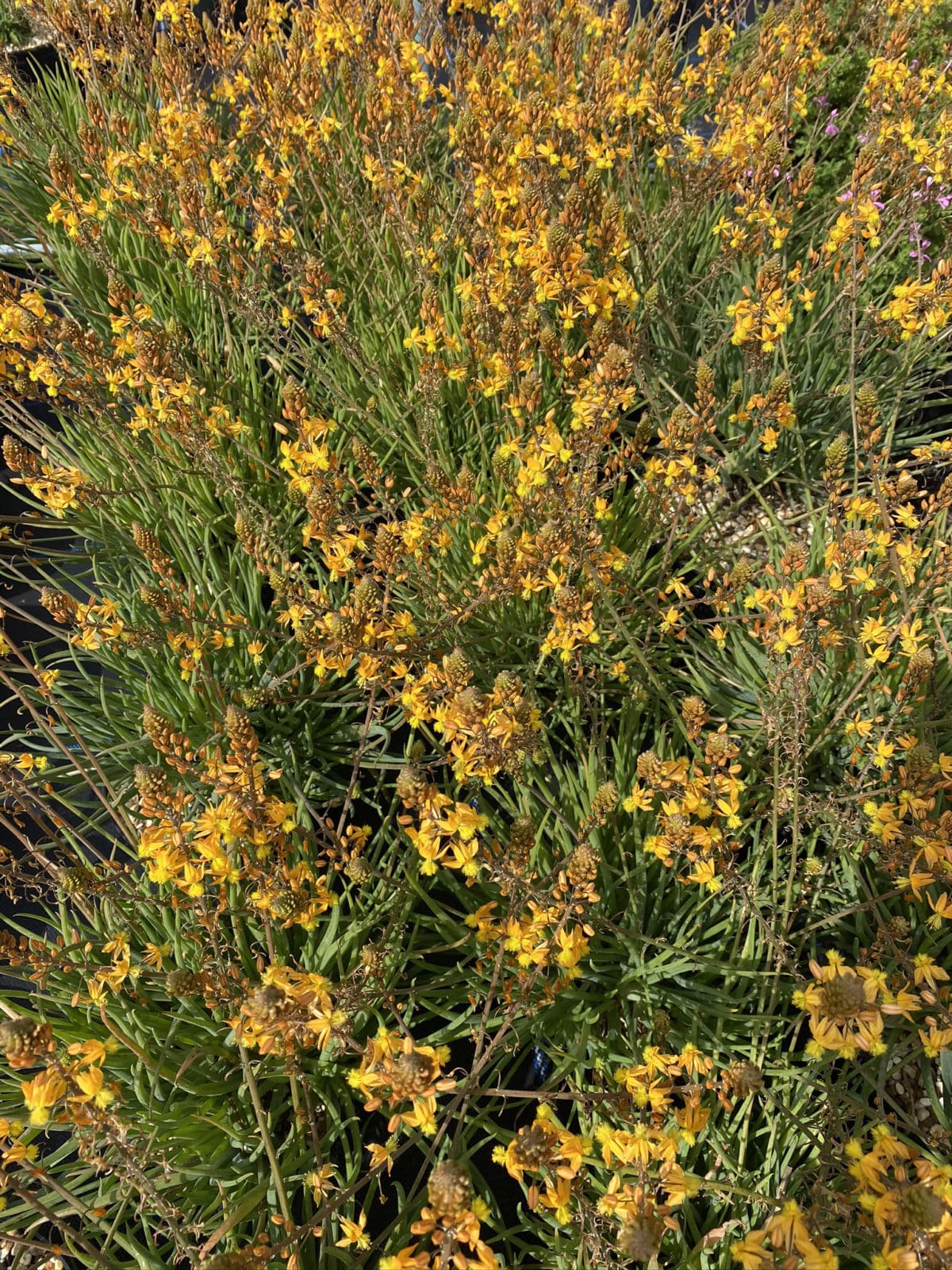 Bulbine frutescens D'arcy and Everest