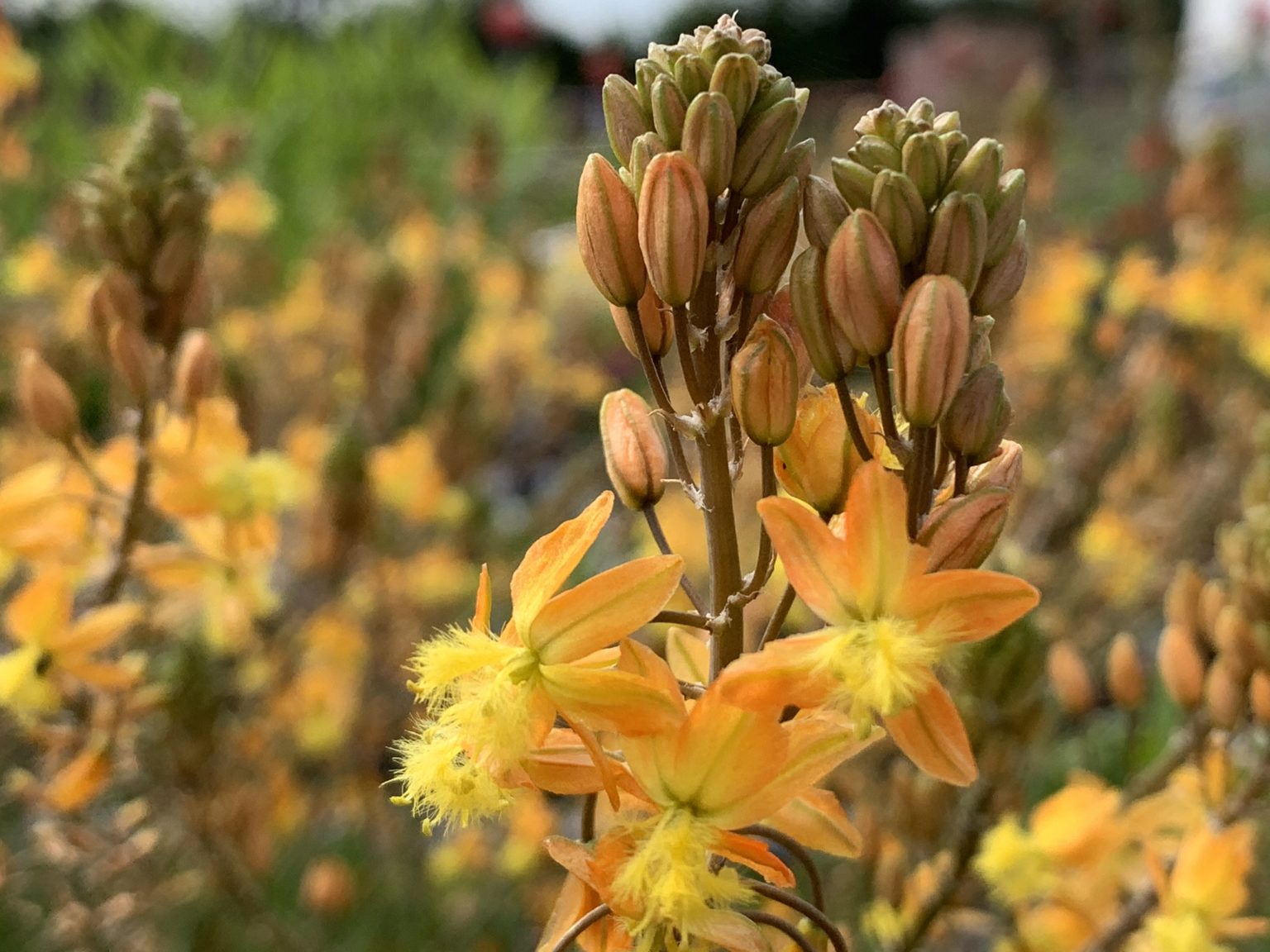 Bulbine frutescens D'arcy and Everest