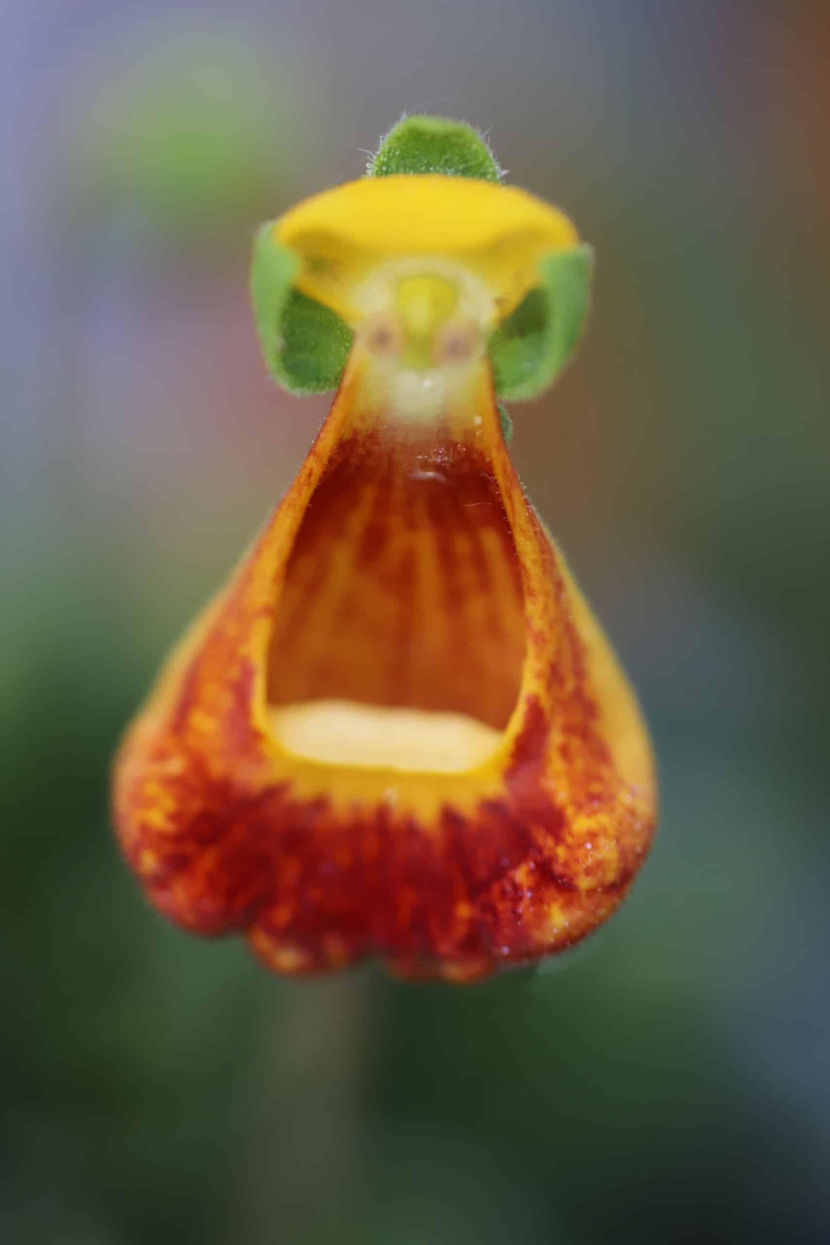 Calceolaria fothergillii - D'arcy and Everest