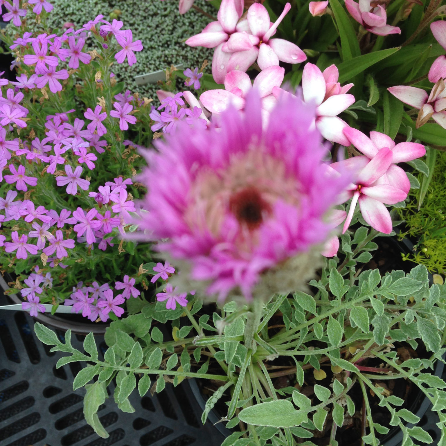 Centaurea pulcherrima D'arcy and Everest