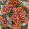Delosperma Firespinner (PBR)
