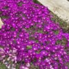 Delosperma John Profit