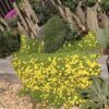 Delosperma nubigenum