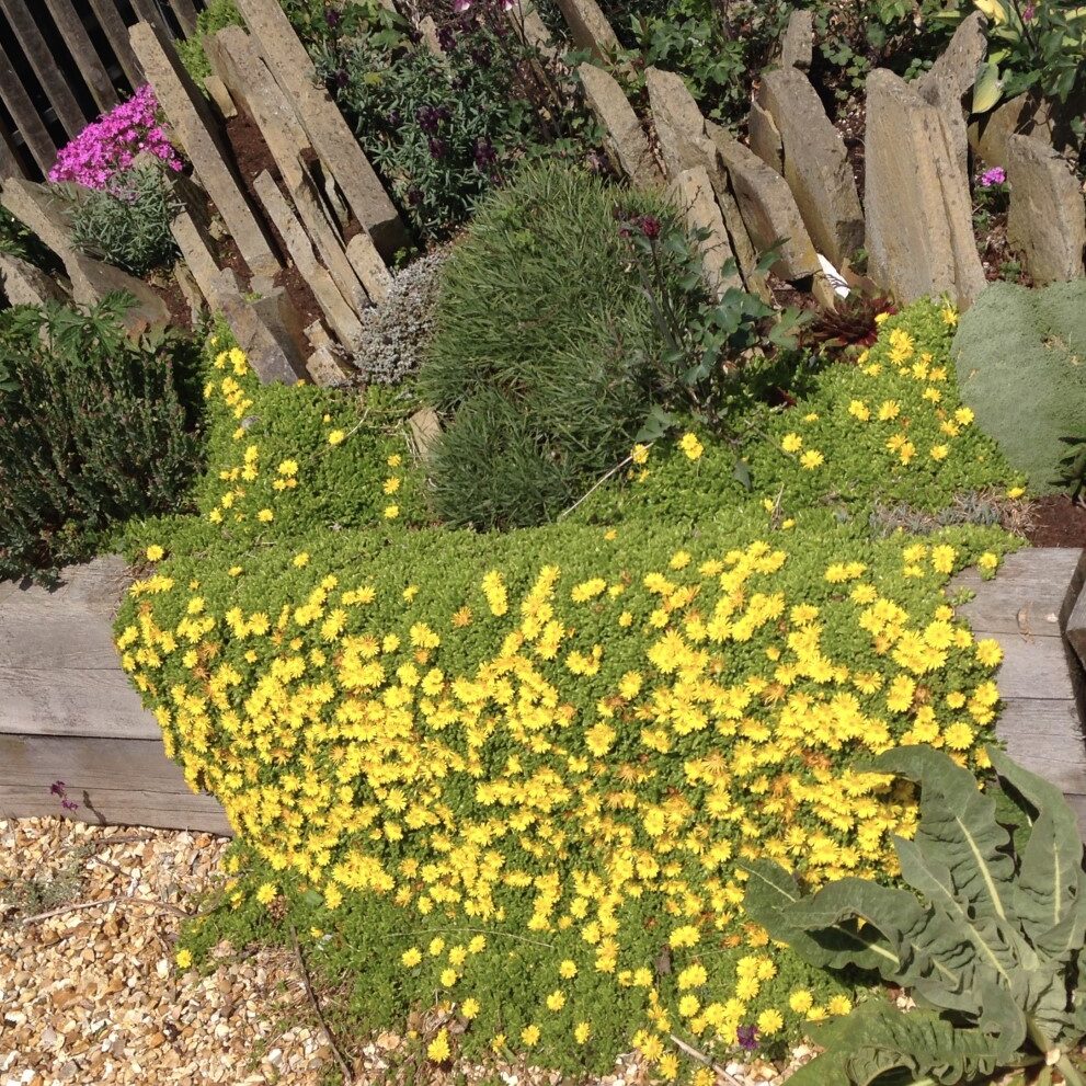 Delosperma nubigenum