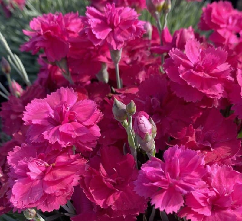 Dianthus 'annette' - D'arcy And Everest