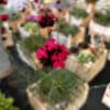 Dianthus cruentus - Image 5