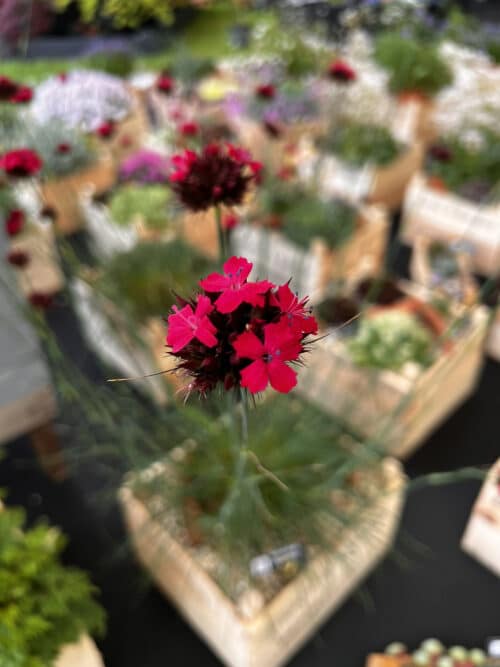 Dianthus cruentus - Image 5