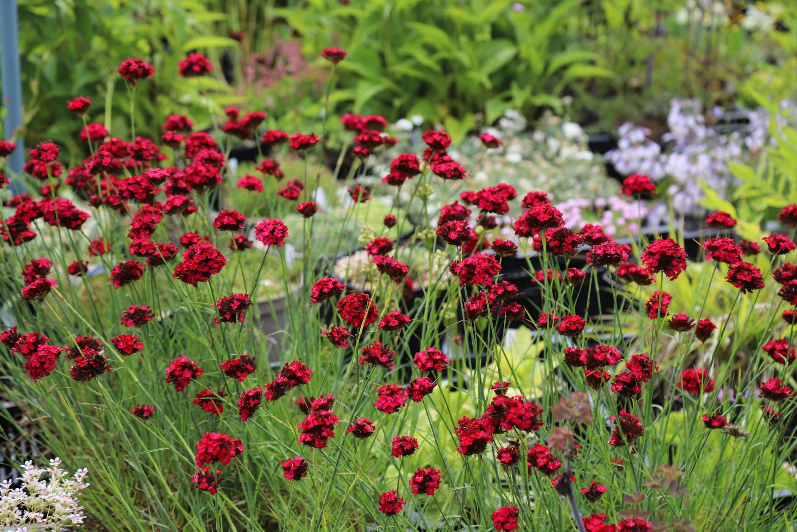 Dianthus cruentus - Image 2