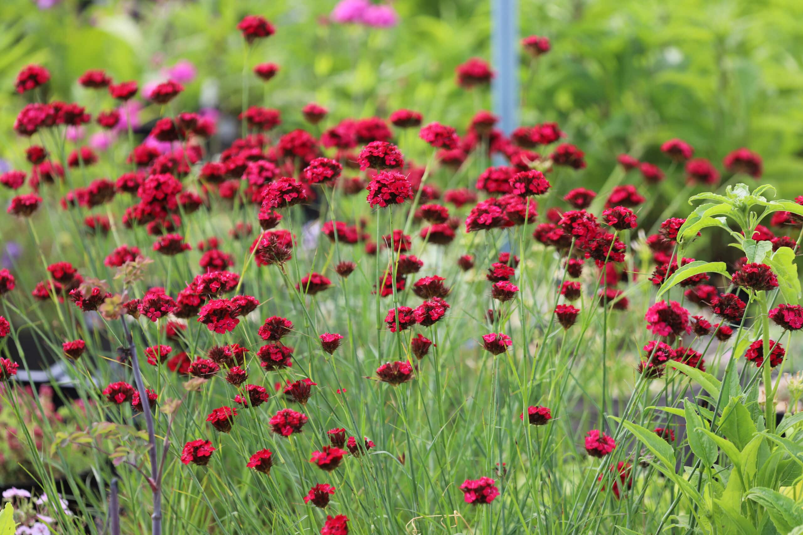 Dianthus cruentus - Image 3