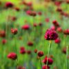 Dianthus pinifolius