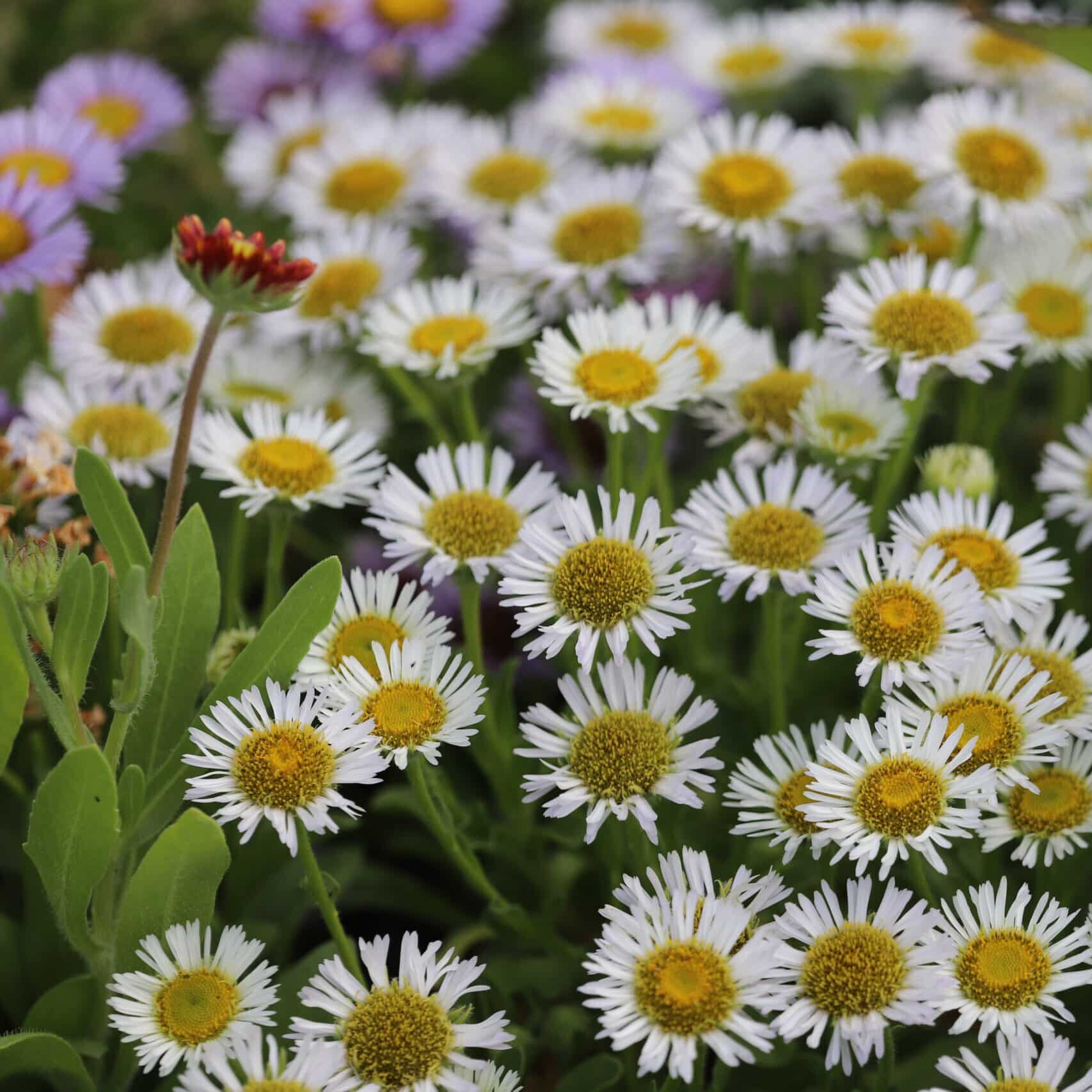 Erigeron glaucus 'Beachboy White'