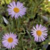Erigeron karvinskianus Lavender Lady