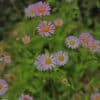 Erigeron karvinskianus Lavender Lady - Image 4