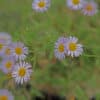 Erigeron karvinskianus Lavender Lady - Image 3