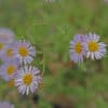 Erigeron karvinskianus Lavender Lady - Image 2