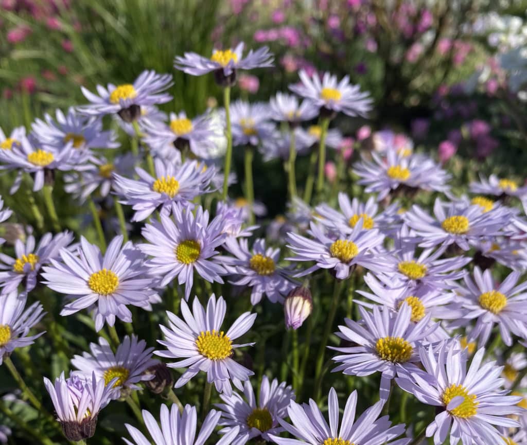 Erigeron Leiomerus - D'arcy And Everest