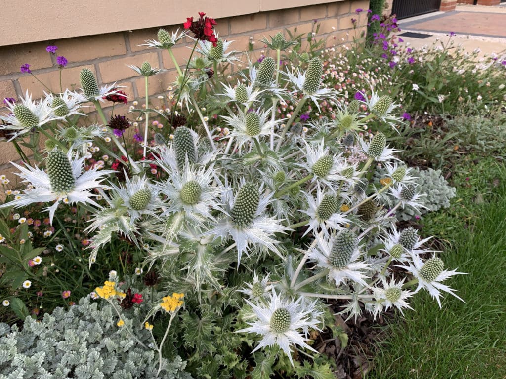 Eryngium giganteum Silver Ghost AGM D'arcy and Everest