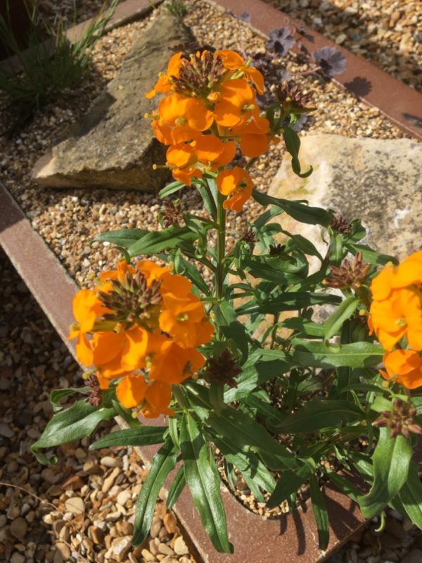 Erysimum allionii (Erysimum x marshallii) D'arcy and Everest