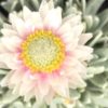 Helichrysum arwae