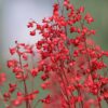Heuchera sanguinea Coral Petite