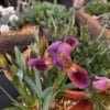 Iris Little Rosy Wings - Image 2
