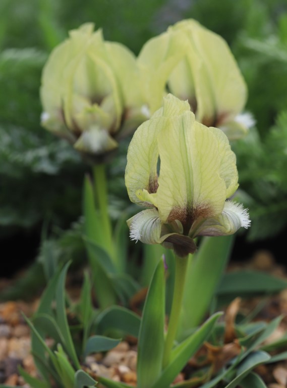 Iris Suaveolens D arcy And Everest
