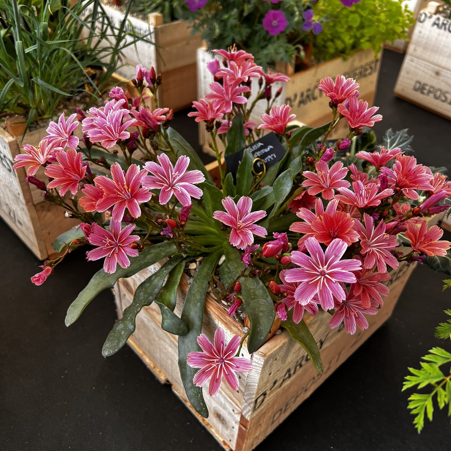 Lewisia longipetala Little Plum