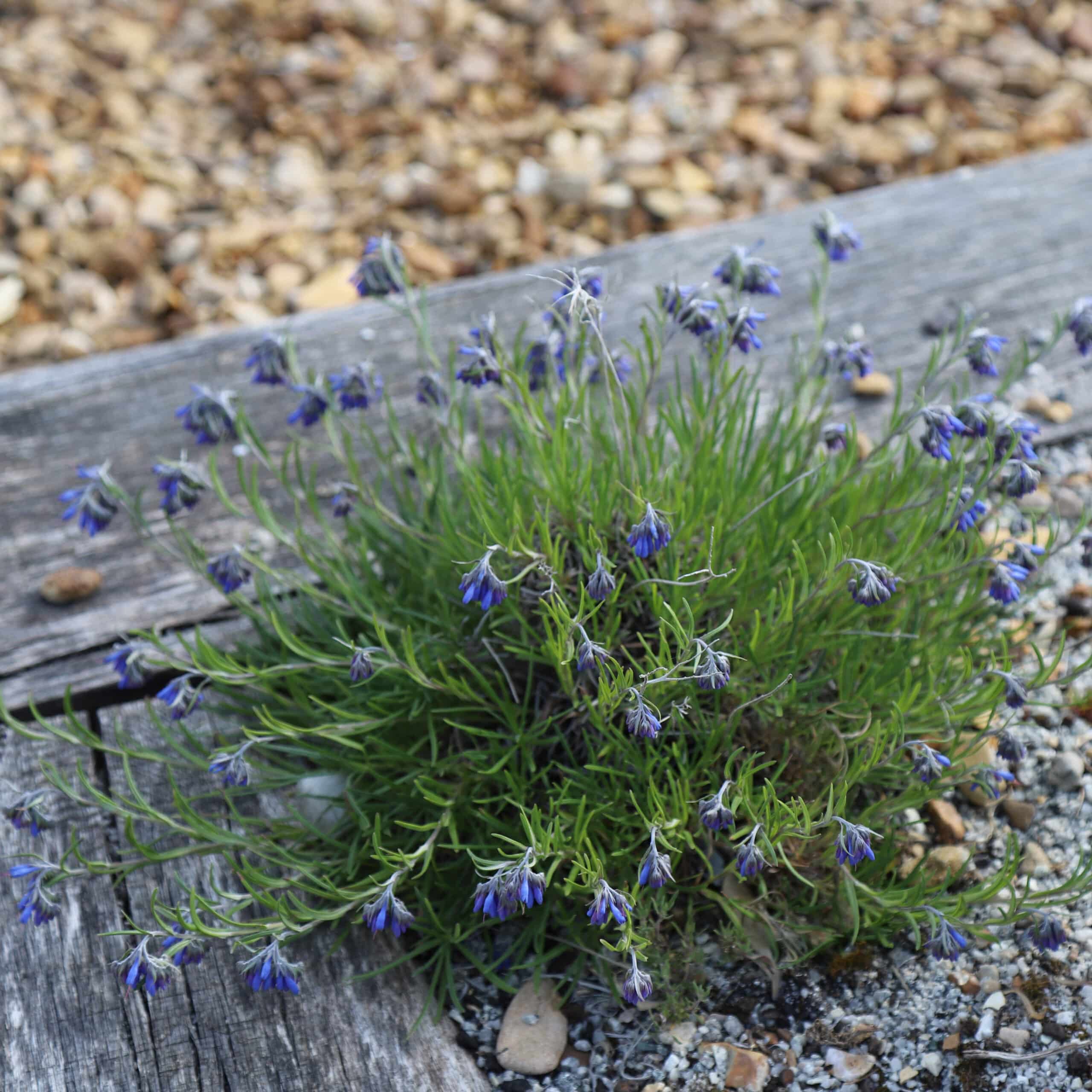 Moltkia petraea - Image 13