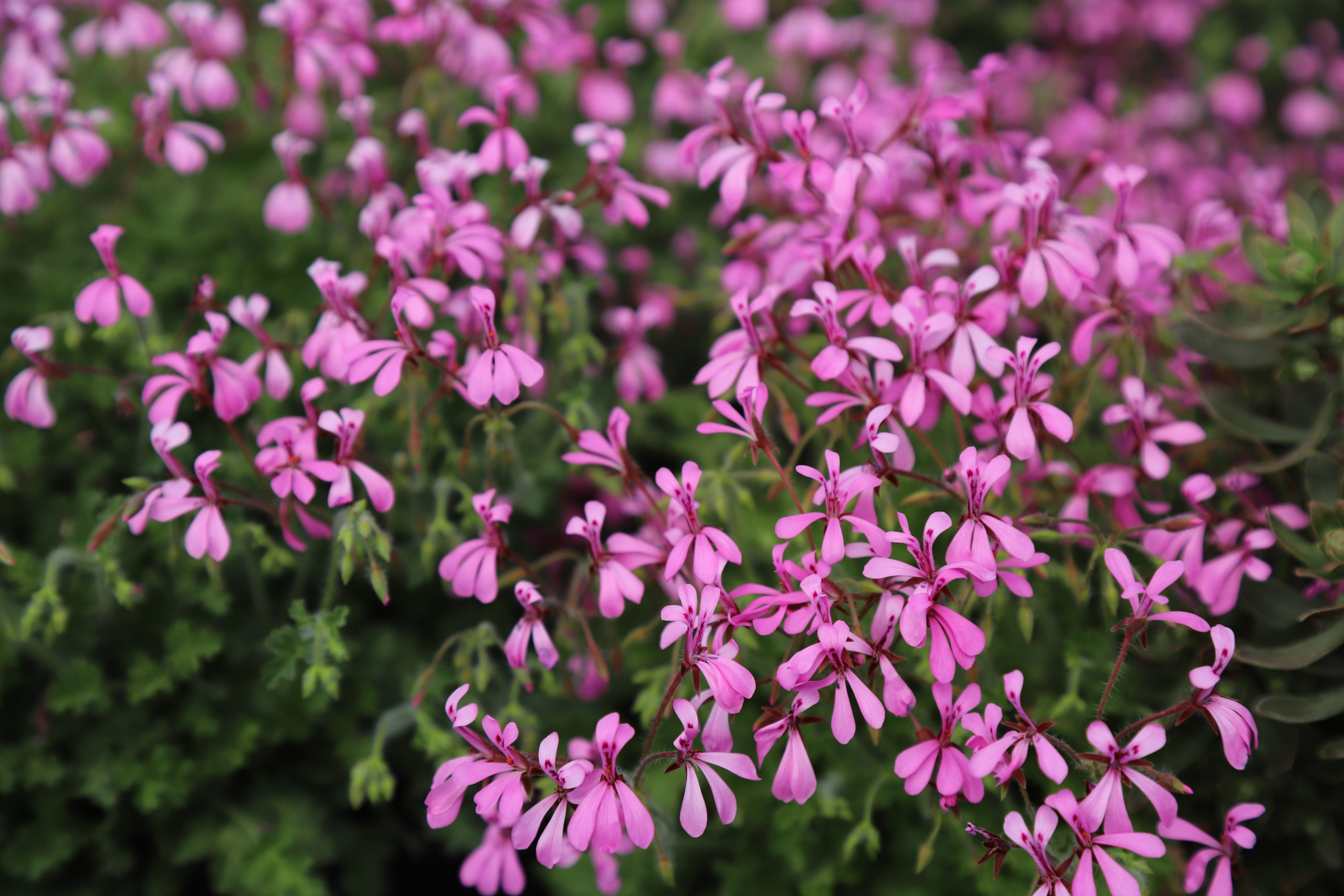 Pelargonium ionidiflorum - Darcy and Everest