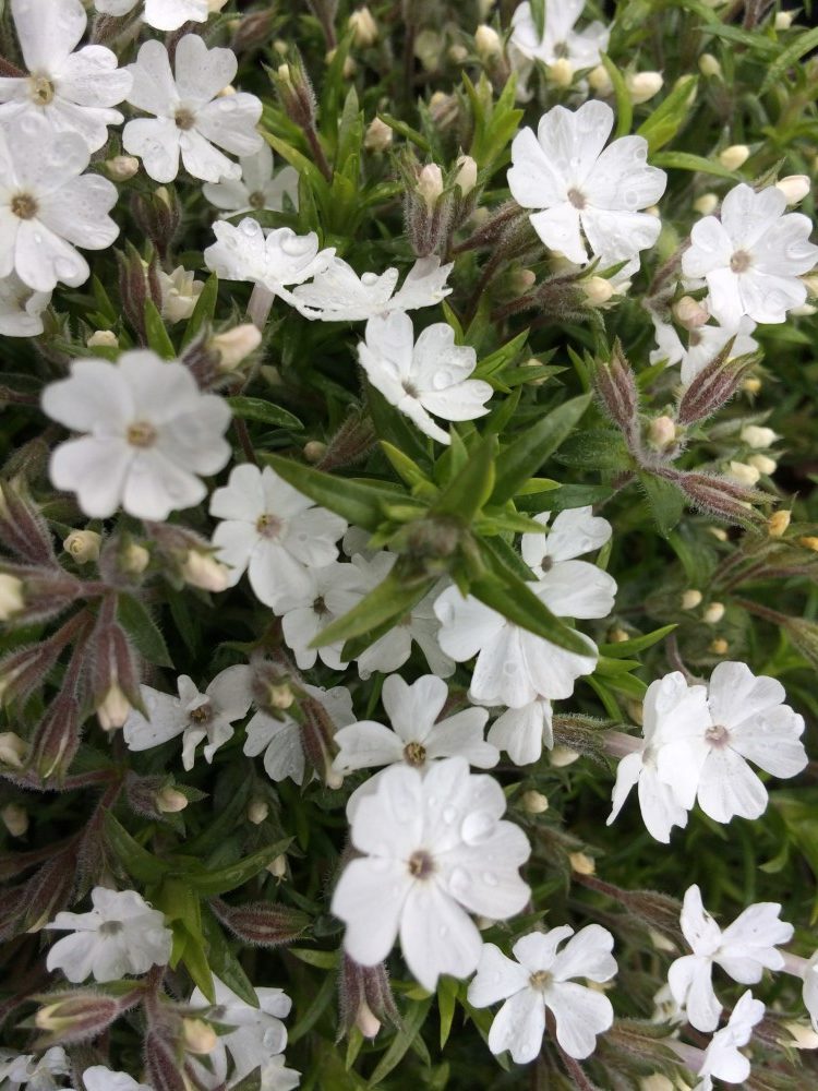 Phlox douglasii Ice Mountain - D'arcy and Everest